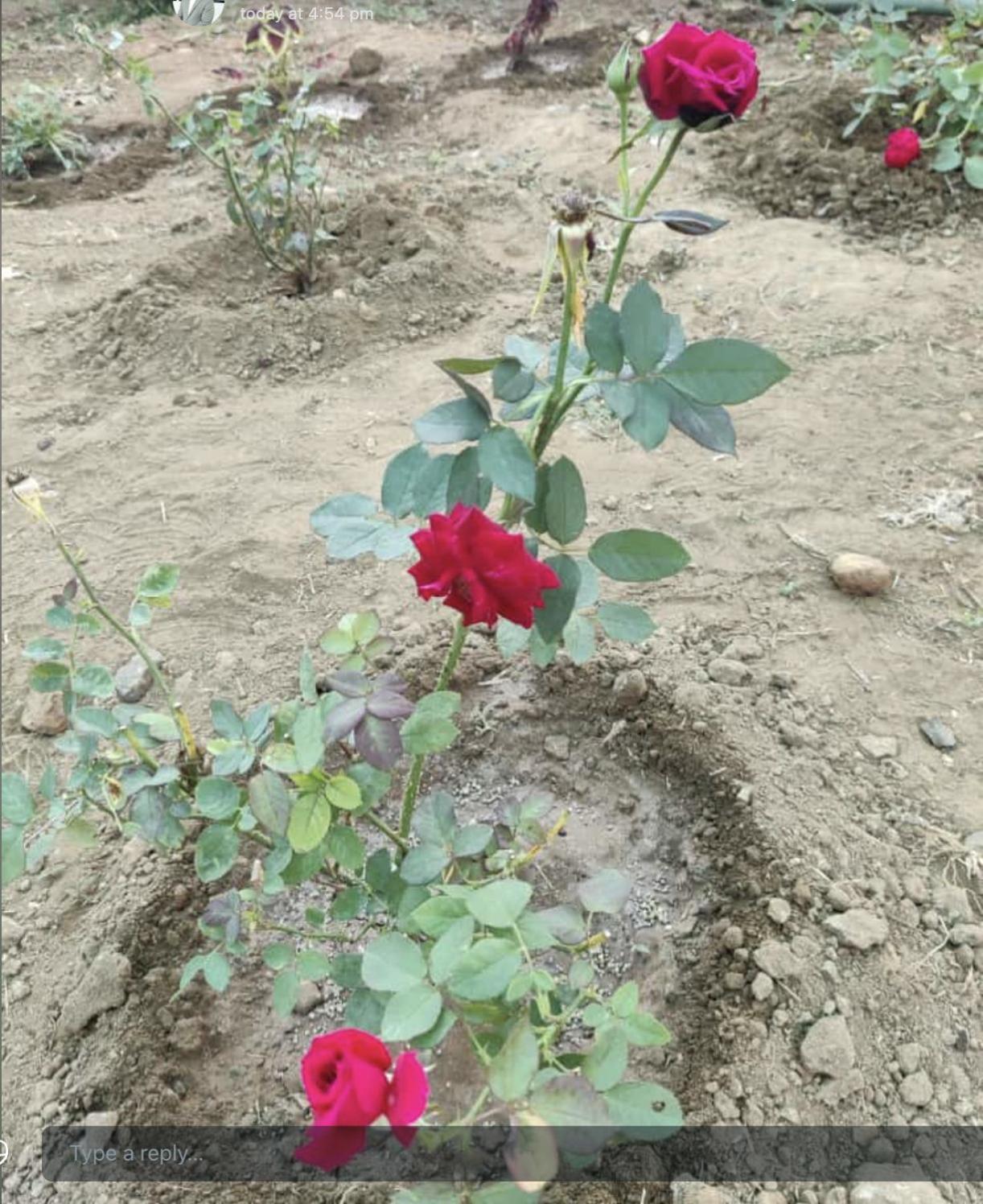 Villa Anjani Farms Nagpur Esterno foto